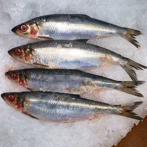 Sardine